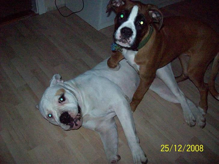 Boxer Thilo - Jeg banker dig :) billede 12