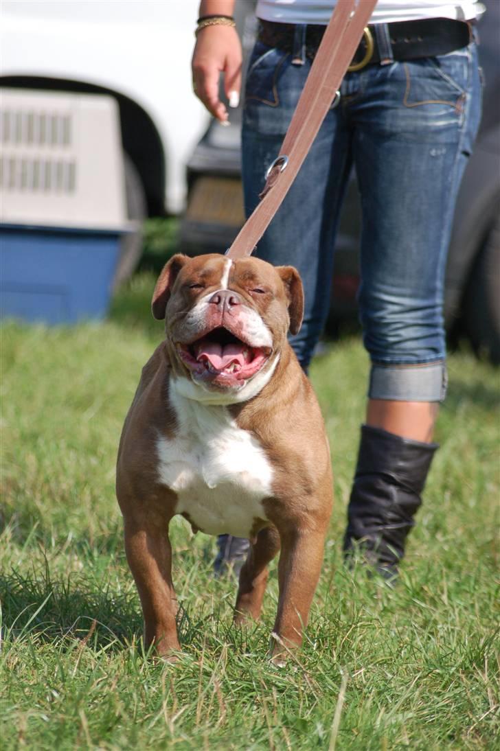 Renascence Bulldogge Gargoyles Brown Sugar billede 1