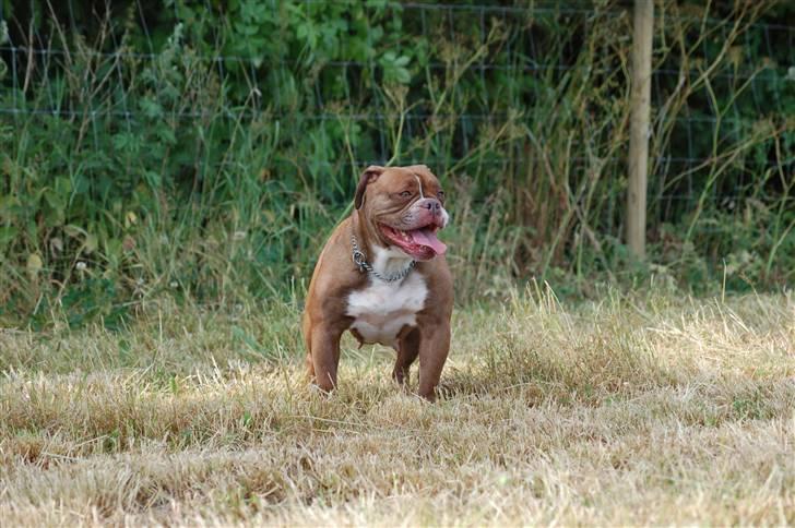Renascence Bulldogge Gargoyles Brown Sugar billede 2