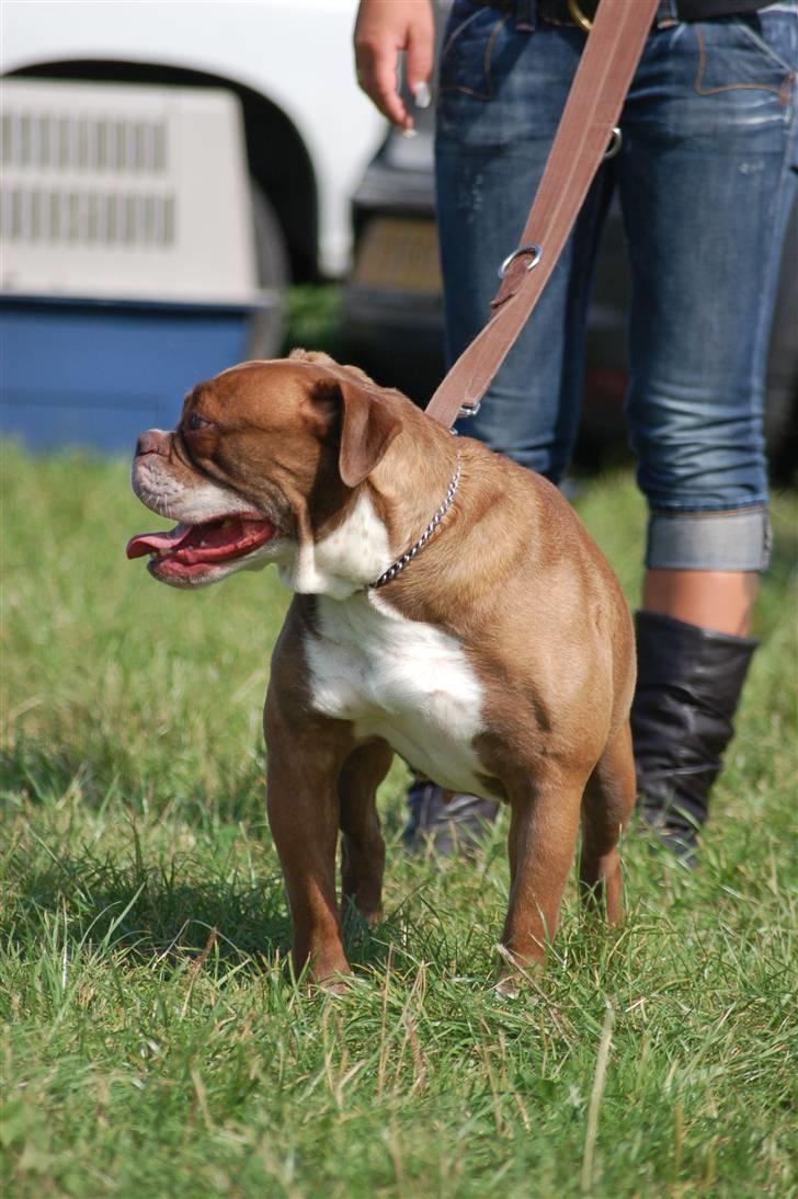 Renascence Bulldogge Gargoyles Brown Sugar billede 3