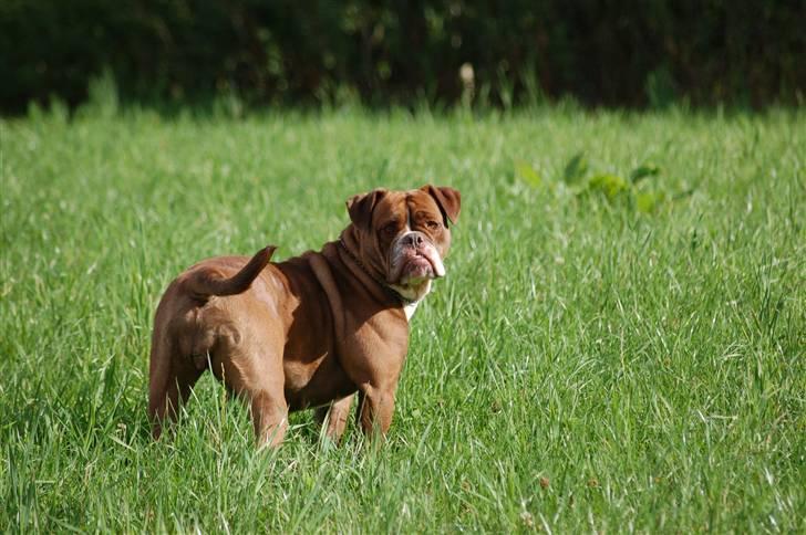 Renascence Bulldogge Gargoyles Brown Sugar billede 4