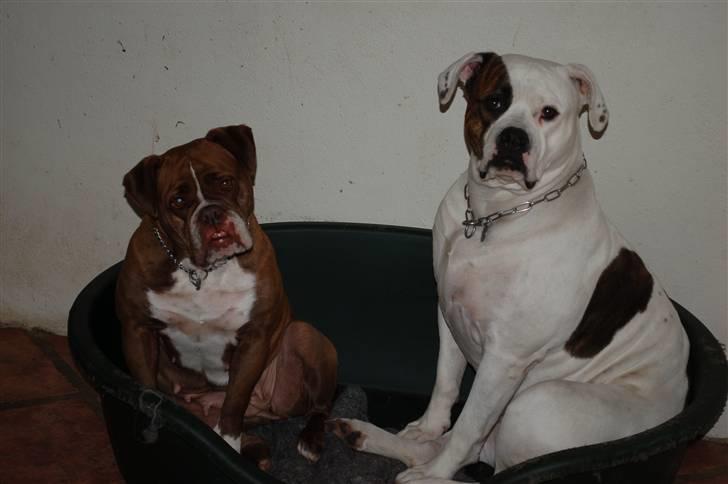 Renascence Bulldogge Gargoyles Brown Sugar billede 5
