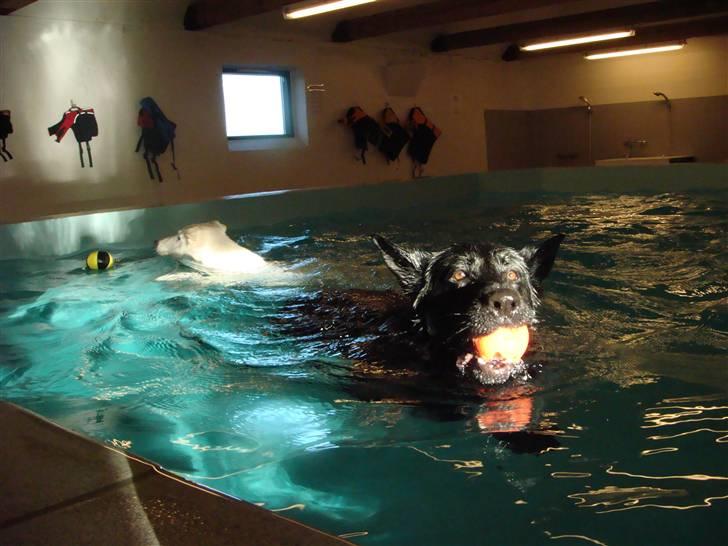 Schæferhund Menza - jeg kommer først :-) billede 6