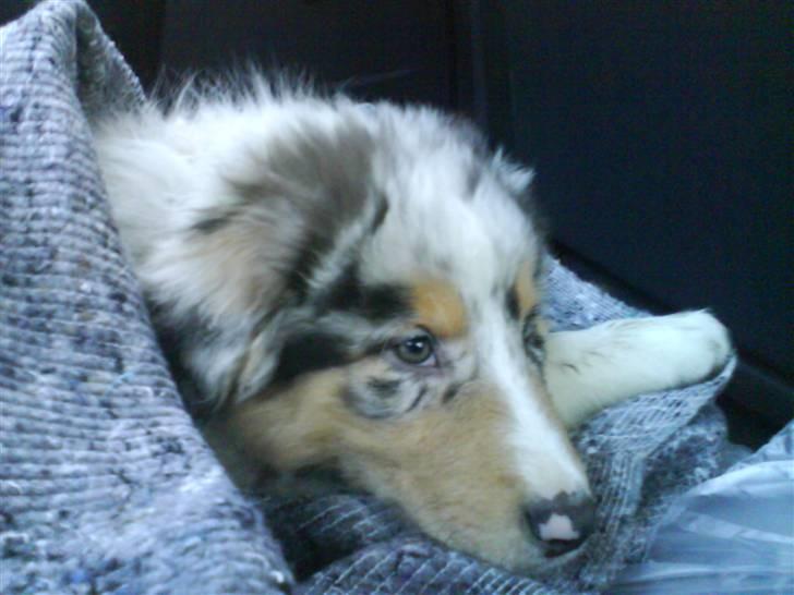 Blanding af racer Basse - på turen hjem, da vi hentede ham. han klarede det så flot :) billede 1