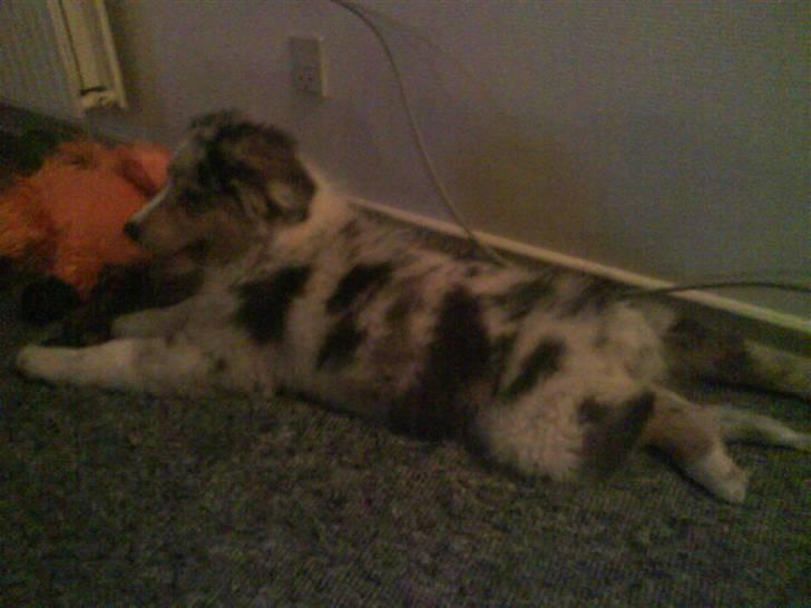 Blanding af racer Basse - aaah, et dejligt tæppe og min yndlings orangotang m. lyd :) billede 2