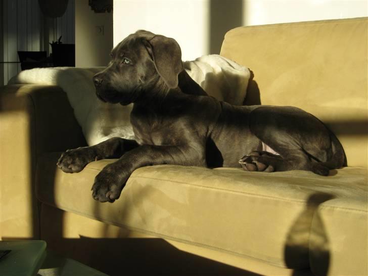 Cane corso Capone - Capone 14 uger nyder solen fra sin plads i sofaen.... billede 16