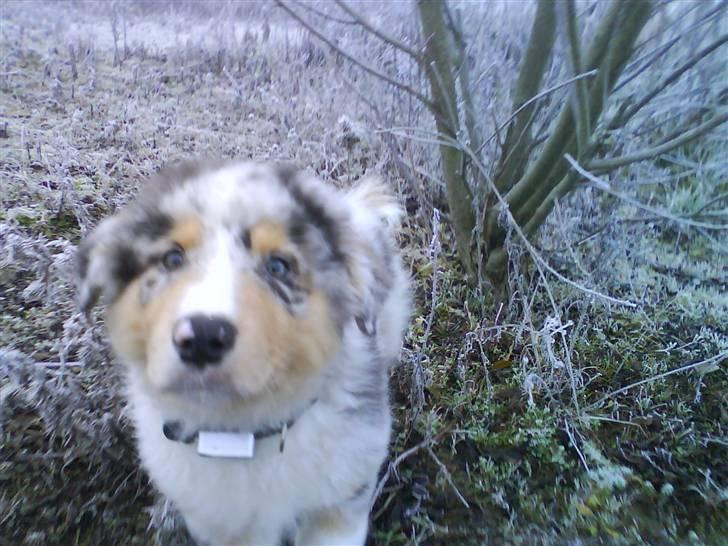 Blanding af racer Basse - frostvejr ude på marken er lige sagen. billede 3