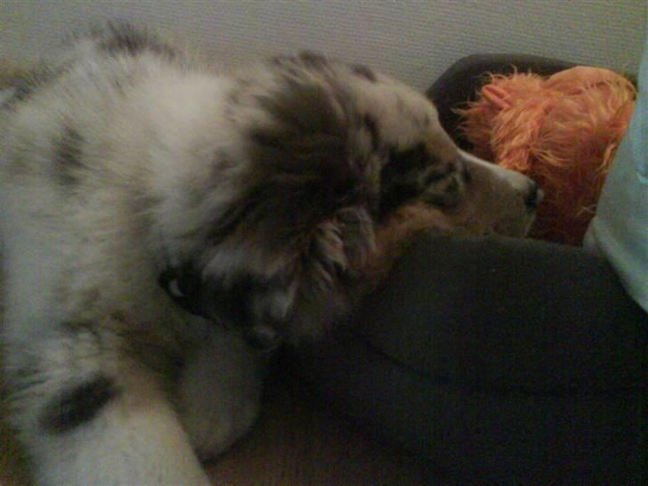 Blanding af racer Basse - jeg syntes simpelthen det så så sødt ud. billede 4