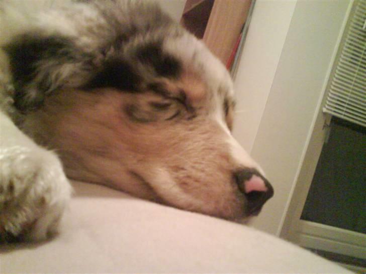 Blanding af racer Basse - jaa, basse er en sovetryne :) billede 5