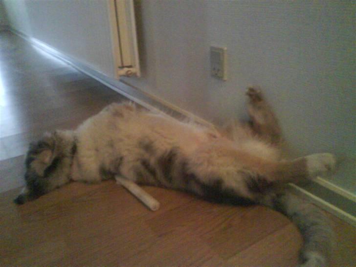 Blanding af racer Basse - sådan kan man også sove? :D billede 6