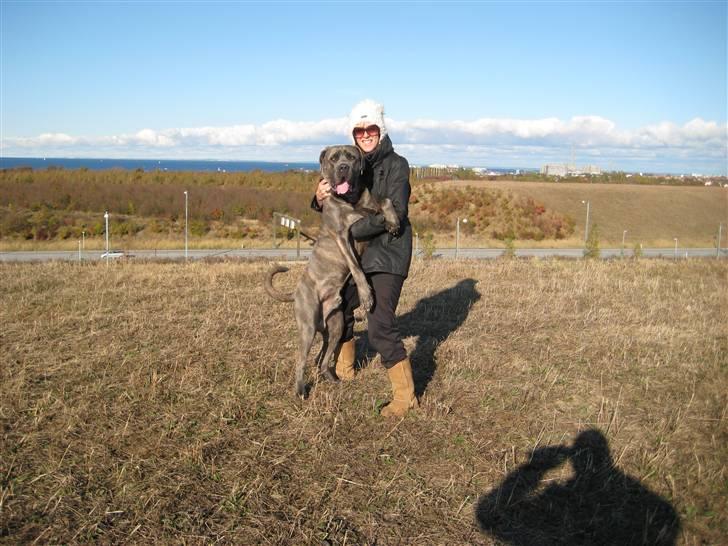 Cane corso Capone - Capone  nu 1 år , her sammen med mor... knapt lige store ;o)  billede 18