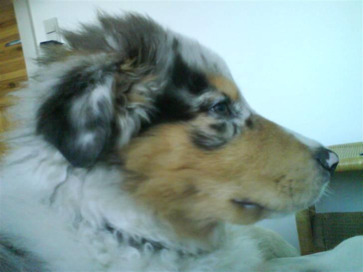 Blanding af racer Basse - smukke hvalp <3 billede 7