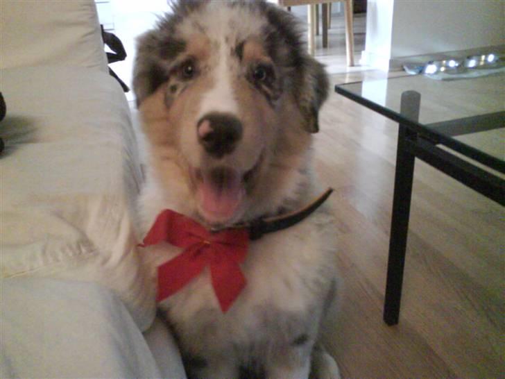 Blanding af racer Basse - julehunden. billede 8