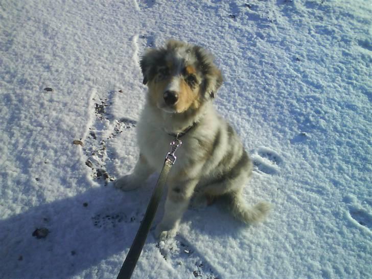 Blanding af racer Basse - snevejr elsker basse også. billede 9