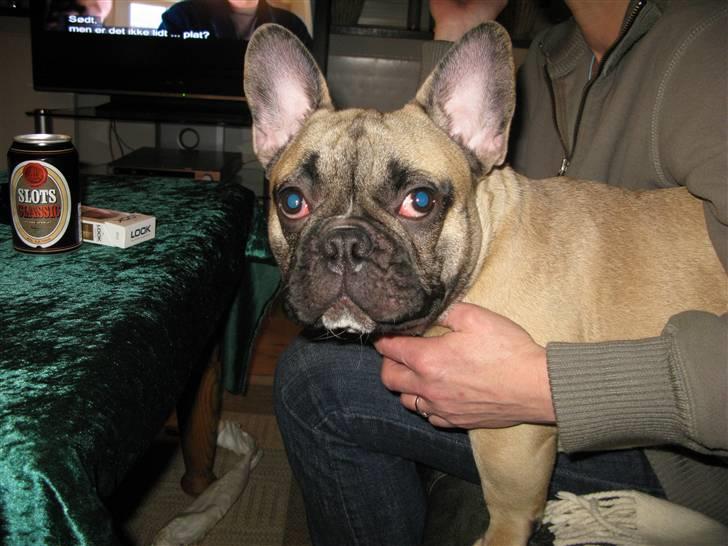 Fransk bulldog Buller billede 1