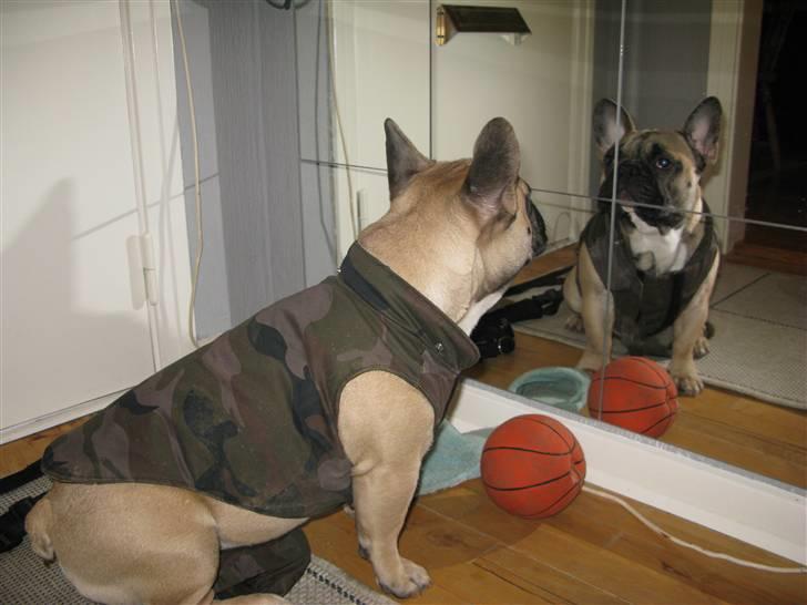 Fransk bulldog Buller - Syntes selv jeg er ret lækker, hihi billede 2