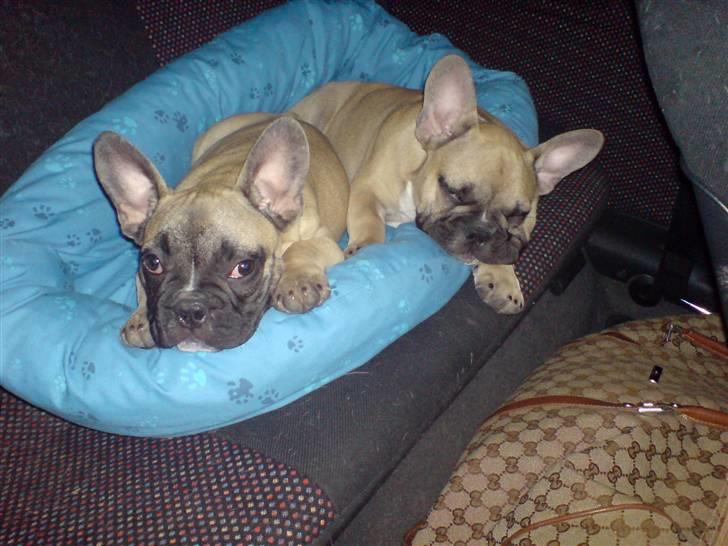 Fransk bulldog Buller billede 3