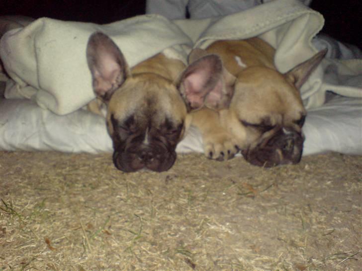 Fransk bulldog Buller billede 4