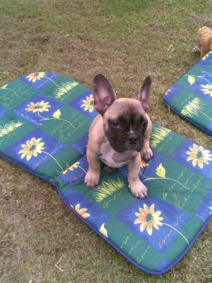 Fransk bulldog Buller billede 5