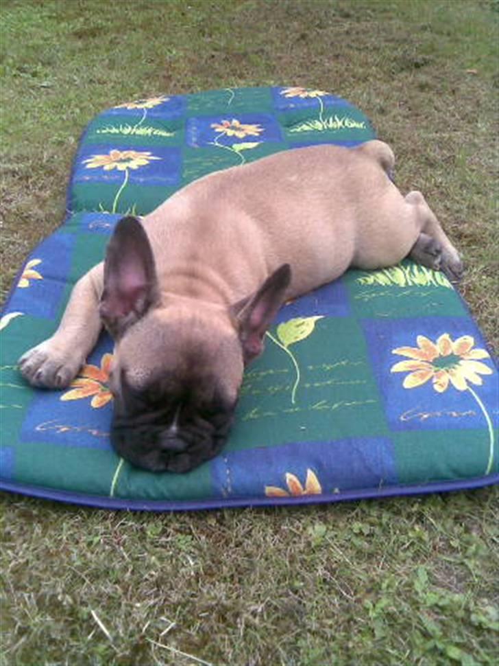 Fransk bulldog Buller billede 6