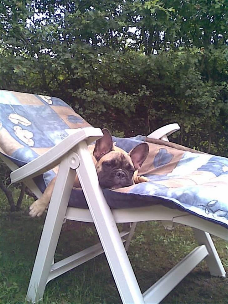 Fransk bulldog Buller billede 7