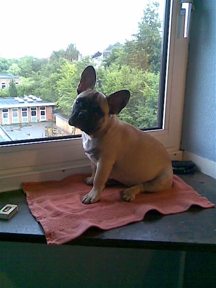 Fransk bulldog Buller billede 8