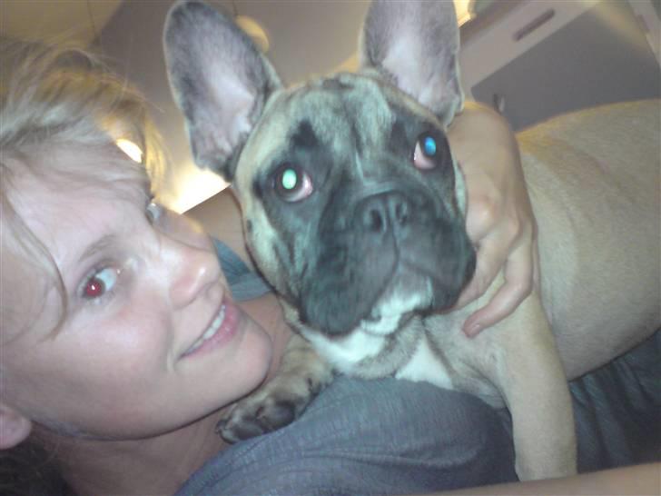 Fransk bulldog Buller billede 9