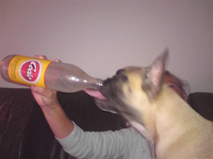 Fransk bulldog Buller billede 10