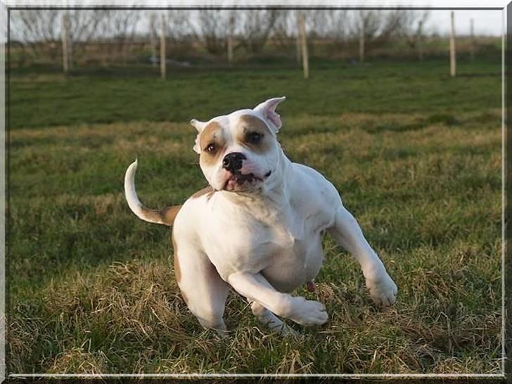 Amerikansk bulldog Freja billede 16