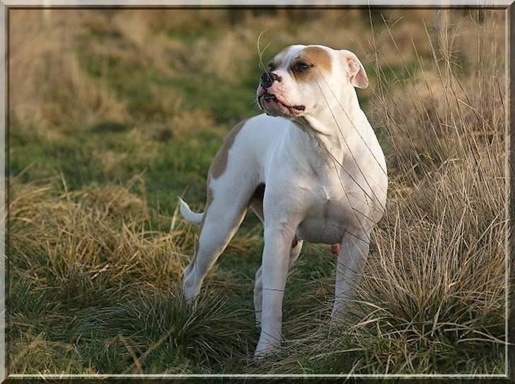 Amerikansk bulldog Freja billede 17