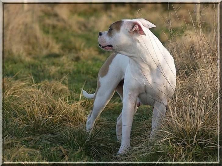 Amerikansk bulldog Freja billede 18