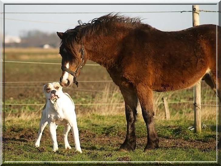 Amerikansk bulldog Freja billede 19
