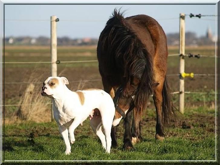 Amerikansk bulldog Freja billede 20