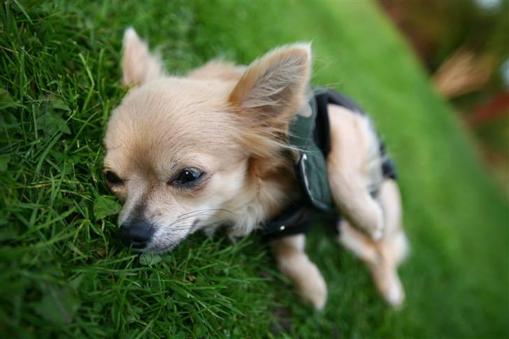 Chihuahua Fifi billede 1