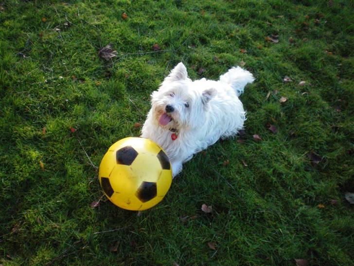 West highland white terrier Vicki # Den bedste!# - Kom nuh!!! Leg nu med mig!! billede 5