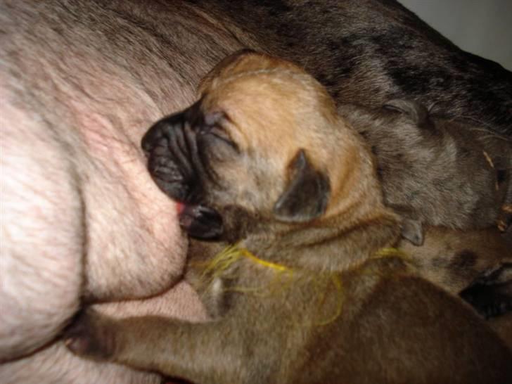 Grand danois Nano hundsen - lille baby billede 1