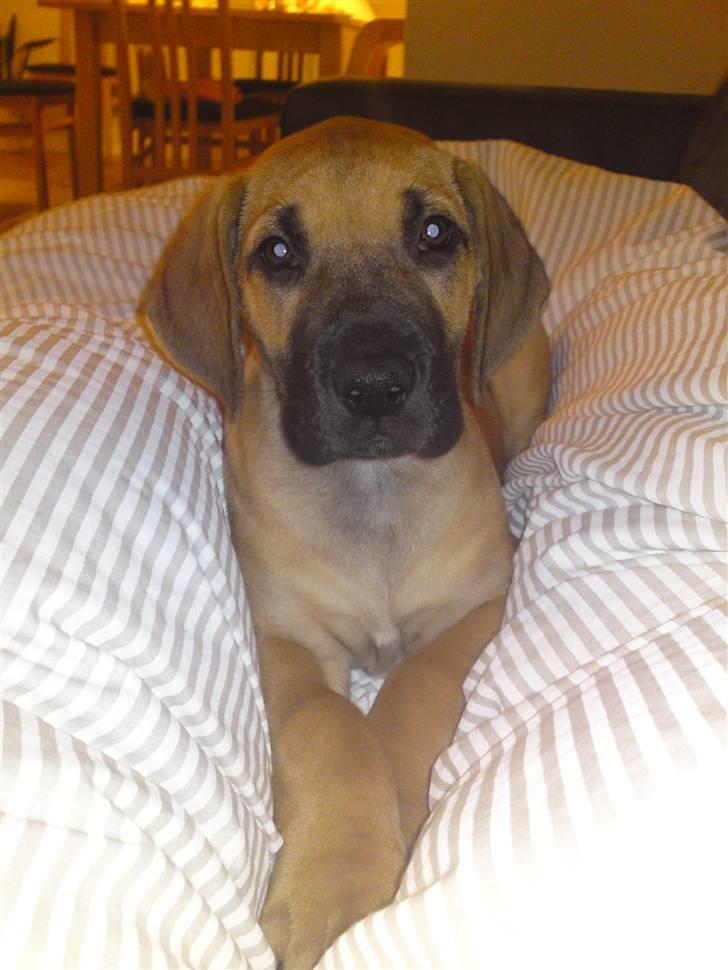 Grand danois Nano hundsen - 8 uger gammel, lige kommet hjem til os billede 2