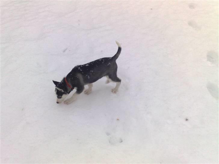 Siberian husky Sasha billede 6