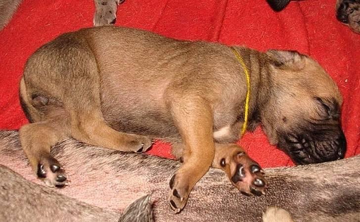 Grand danois Nano hundsen billede 3