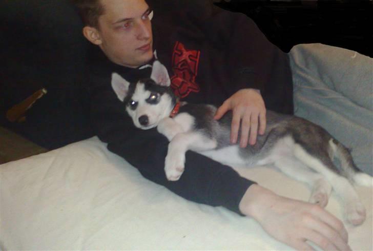 Siberian husky Sasha - Hygge hund.. billede 7
