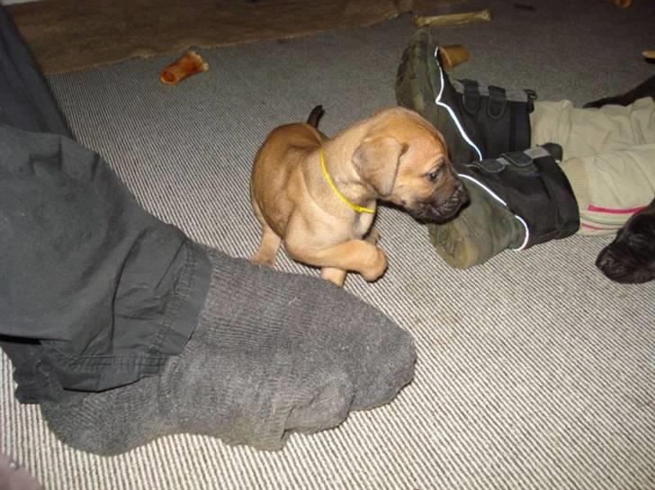 Grand danois Nano hundsen billede 4