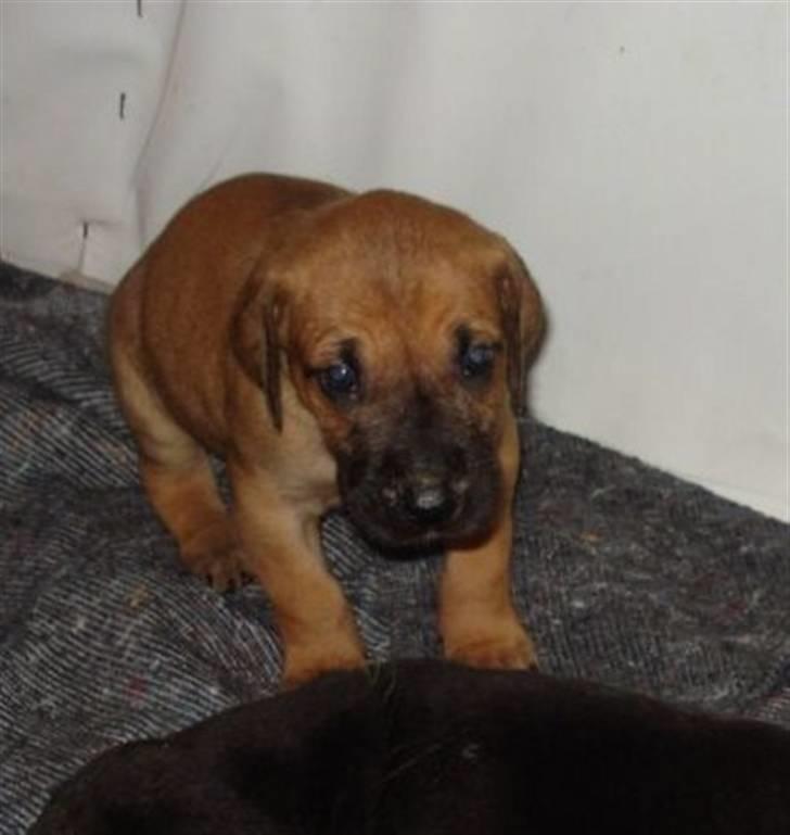 Grand danois Nano hundsen billede 5