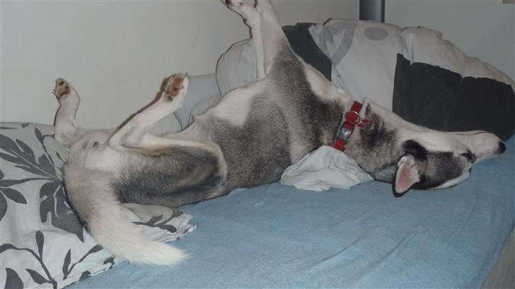 Siberian husky Sasha billede 8