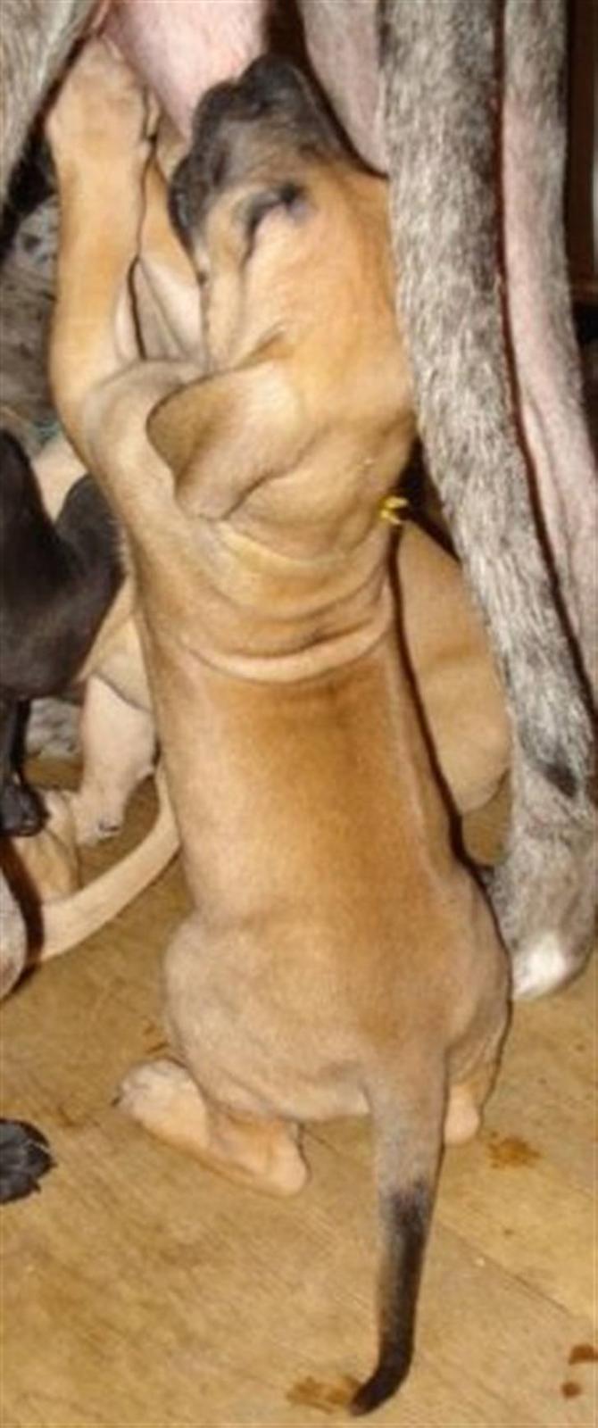 Grand danois Nano hundsen - nu er hun begyndt at kunne nå mor når hun står op billede 6