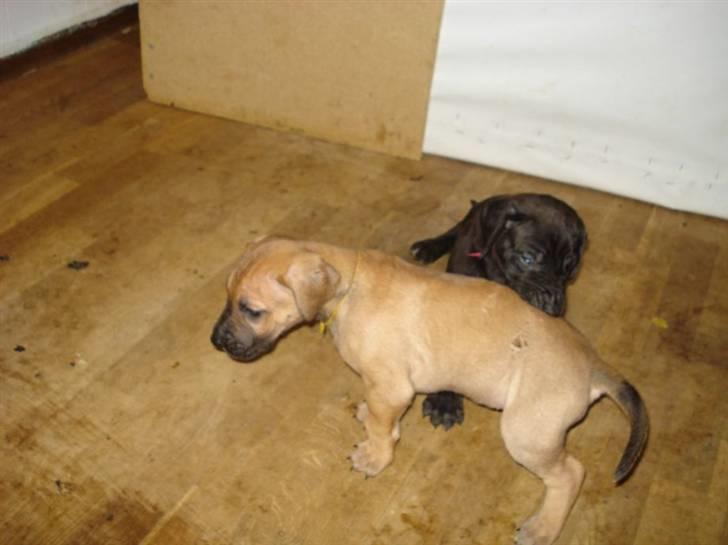 Grand danois Nano hundsen billede 7