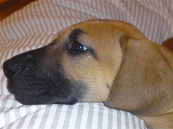 Grand danois Nano hundsen - her er hun 8 uger billede 8