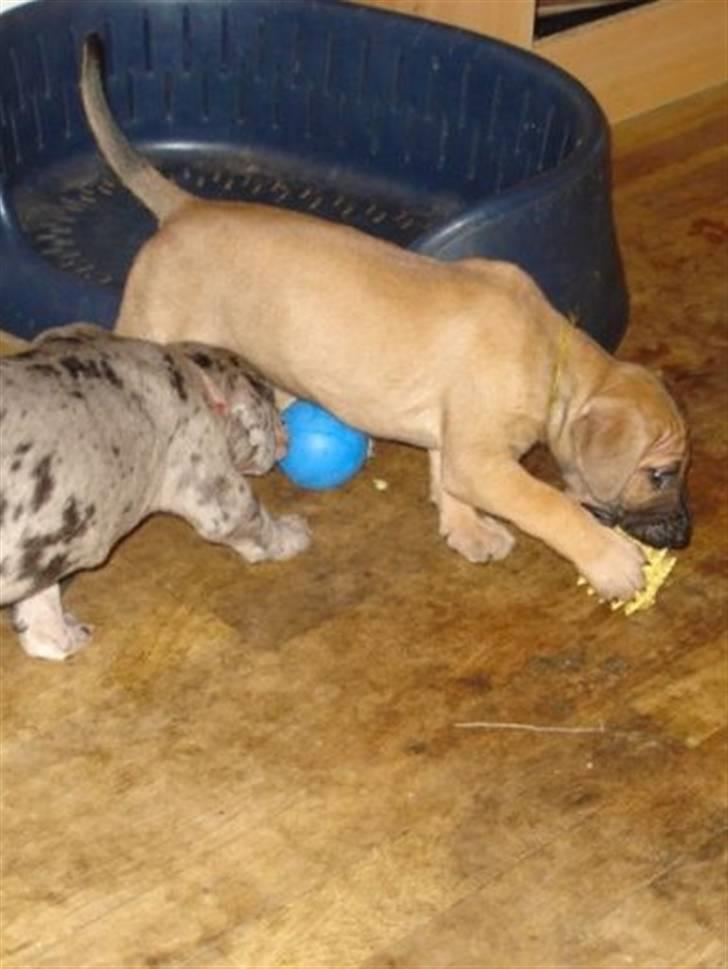 Grand danois Nano hundsen - 5 uger gammel billede 9