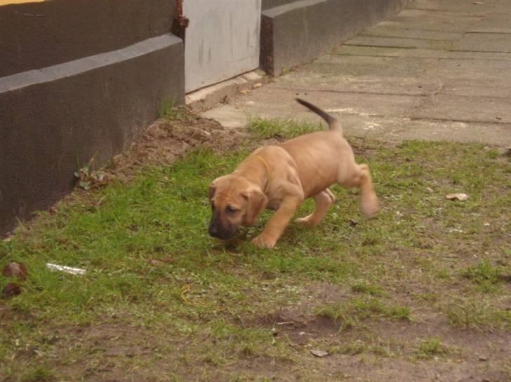 Grand danois Nano hundsen - 6 uger gammel billede 10