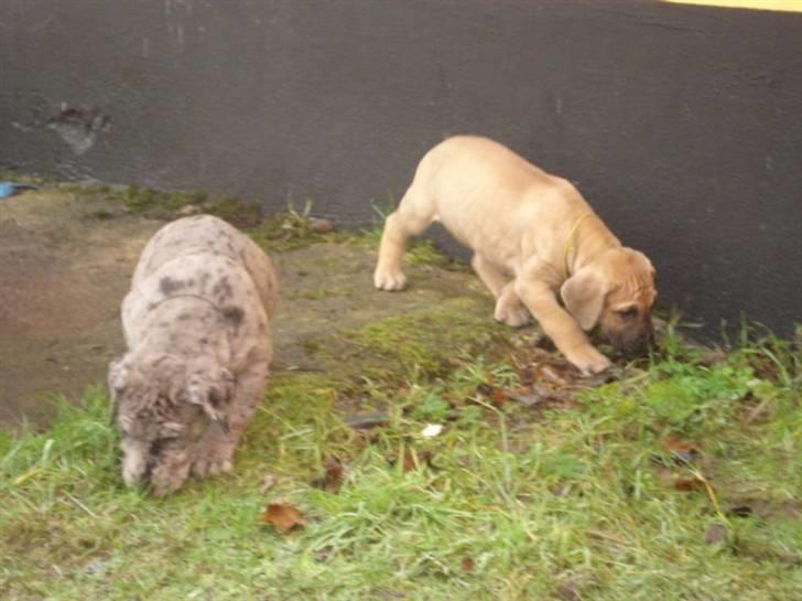 Grand danois Nano hundsen - her er hun 6 uger billede 11