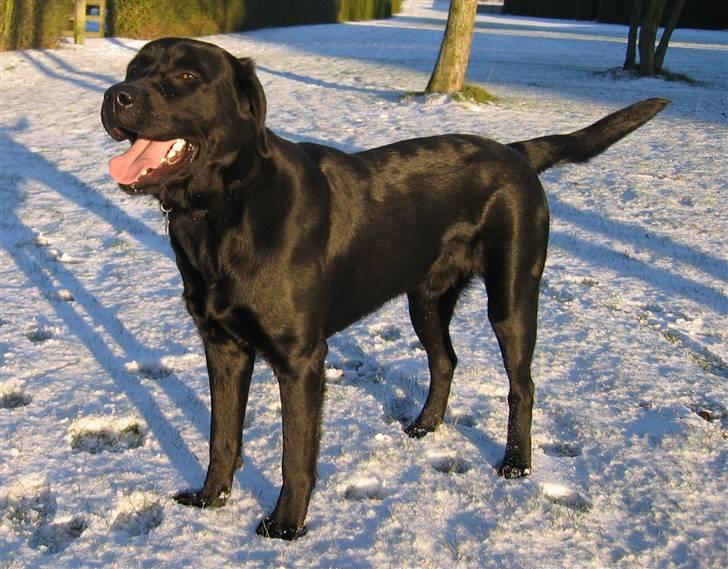 Labrador retriever Nemo billede 13